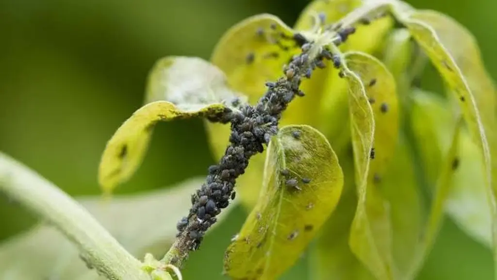 Áfidos en tus plantas: el truco del Jabón y las cenizas para eliminarlos