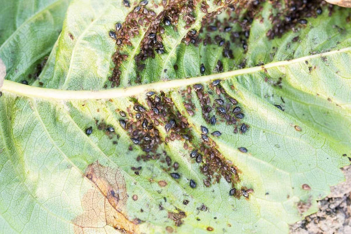 Áfidos en tus plantas: el truco del Jabón y las cenizas para eliminarlos - image 1
