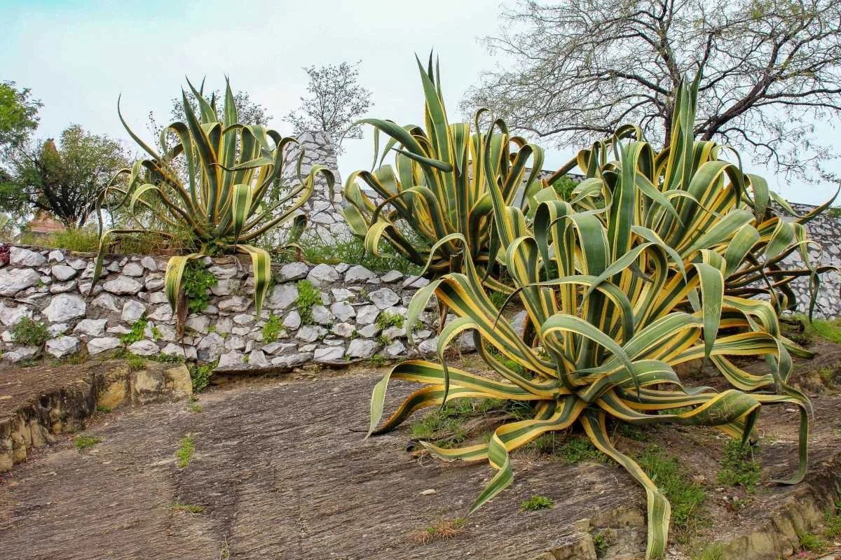 Agave americana: el gigante de Sue Cardwell que atrae a todos en 2026 - image 1