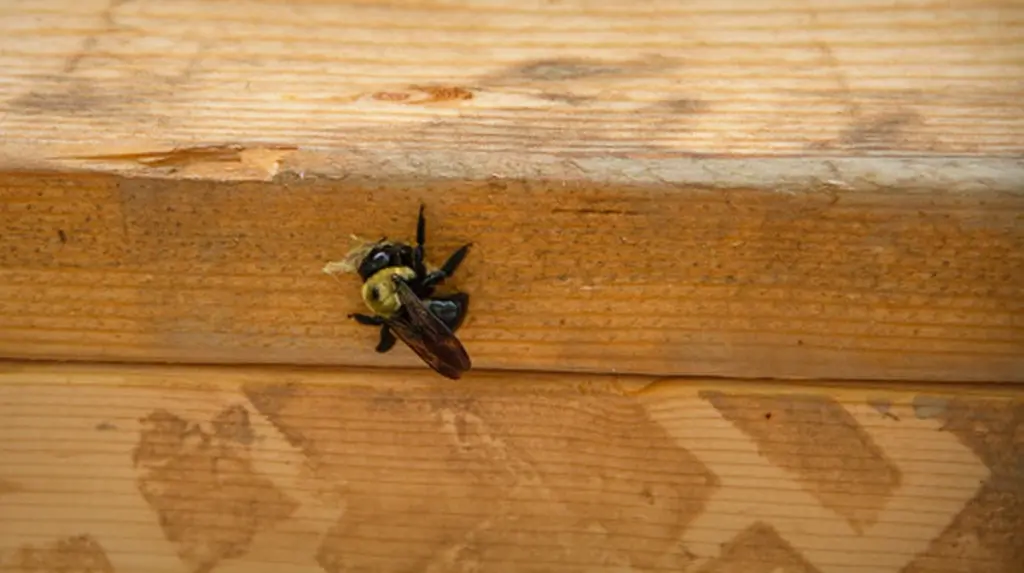 Agujeros en la madera: el truco del toronjil para alejar a la abeja carpintera