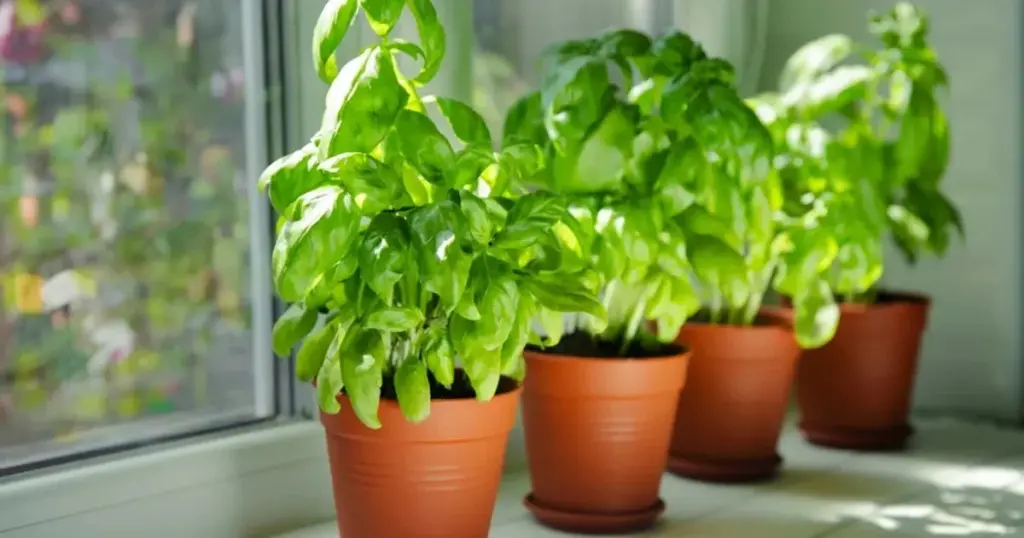Albahaca gigante para tu Tomate: el error al plantarla que arruina tu cosecha