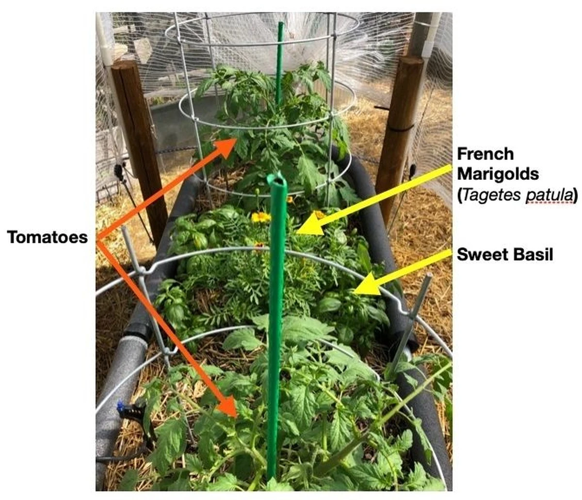 Albahaca gigante para tu Tomate: el error al plantarla que arruina tu cosecha - image 1
