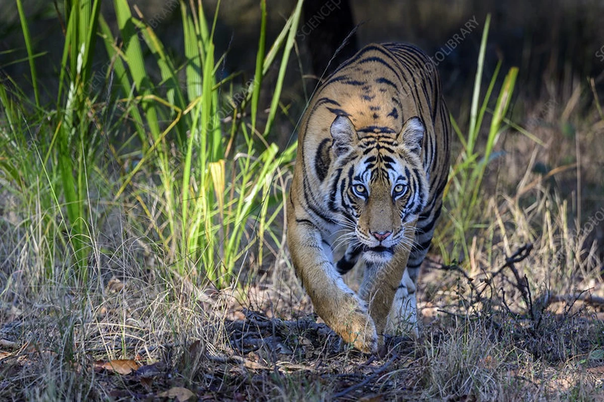 Alerta en Gangavaram: el Tigre de Bengala acecha el embalse y moviliza a la élite - image 1