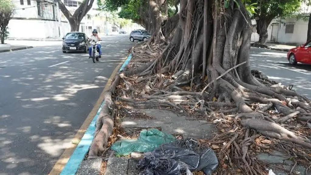 Alerta en Guayaquil: el plan del Municipio de Guayaquil contra la peligrosa plaga