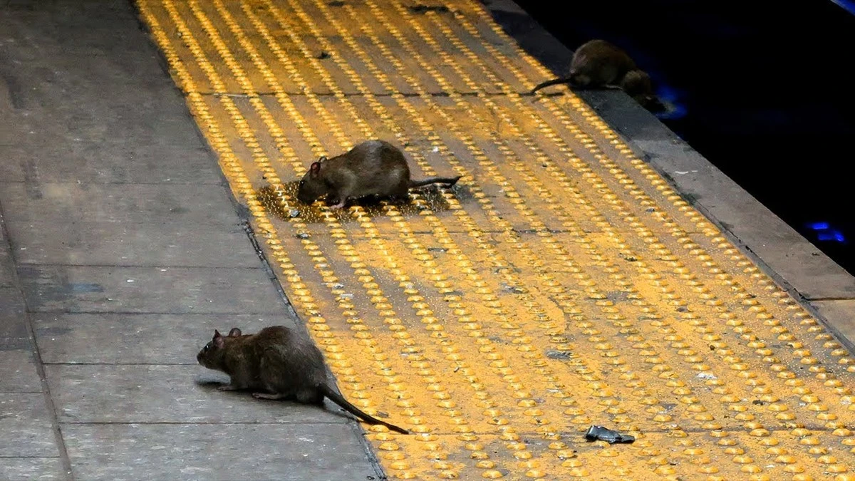 Alerta en Guayaquil: el plan del Municipio de Guayaquil contra la peligrosa plaga - image 1
