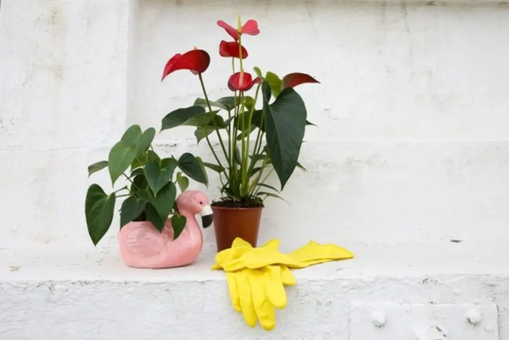 Anthurium: el truco del agua para multiplicar esta Araceae en 15 días