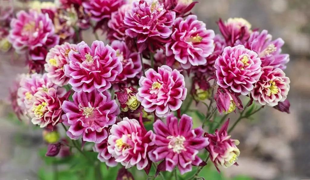 Aquilegia: el truco de expertos del Jardín de Flores Holandés en Varsovia