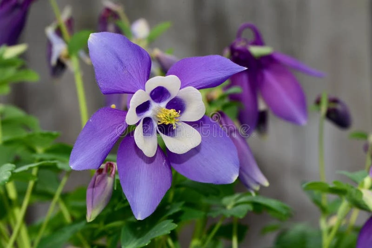 Aquilegia: el truco de expertos del Jardín de Flores Holandés en Varsovia - image 1