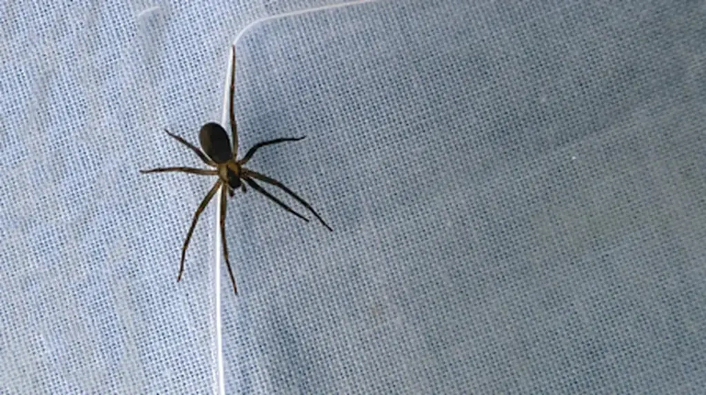 Araña violinista en casa: el método experto para repeler a la Loxosceles reclusa