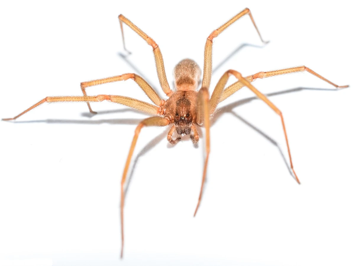 Araña violinista en casa: el método experto para repeler a la Loxosceles reclusa - image 1