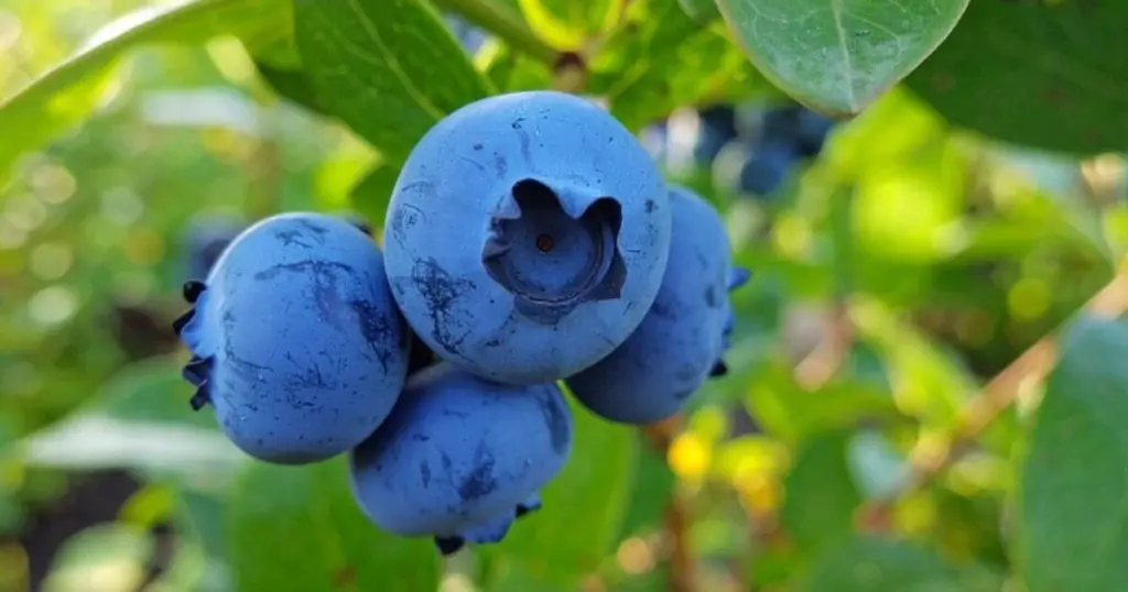 Arándanos (Vaccinium) gigantes: el truco del Azufre granular para cosechas dulces