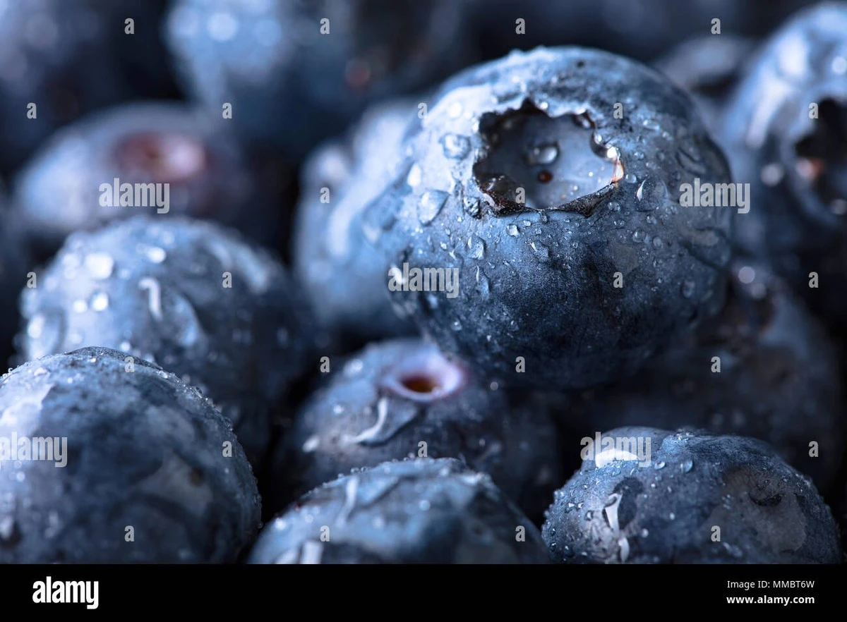 Arándanos (Vaccinium) gigantes: el truco del Azufre granular para cosechas dulces - image 1