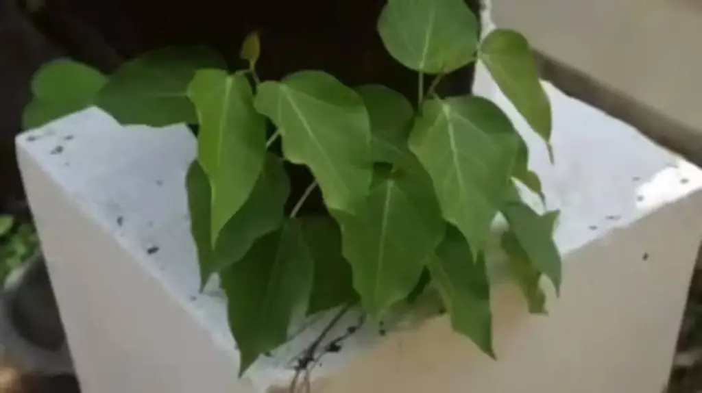 Árbol de Banyan o Pippal en tu pared: el truco para eliminarlos sin grietas