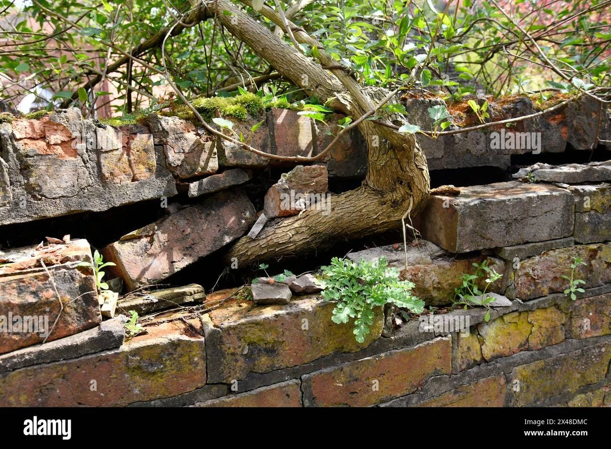 Árbol de Banyan o Pippal en tu pared: el truco para eliminarlos sin grietas - image 1