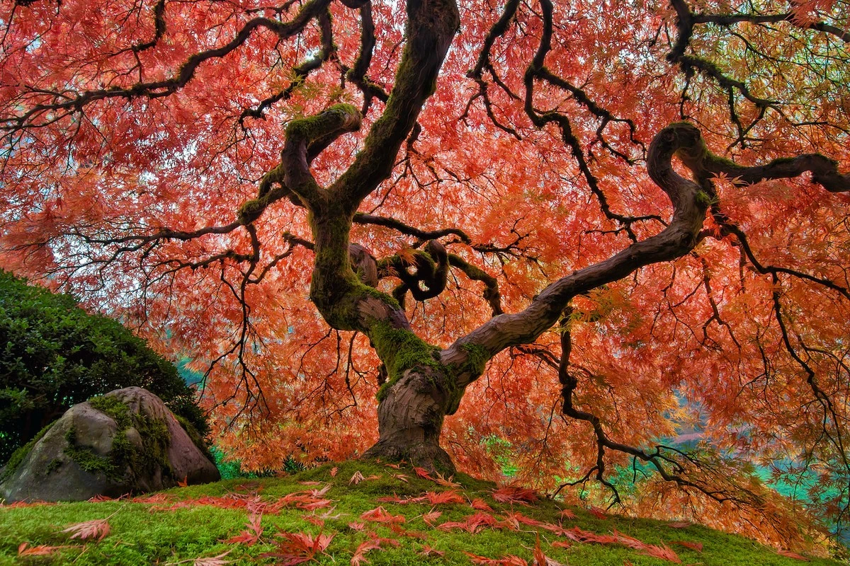 Arce japonés con hojas secas: el truco natural para salvar su Acer palmatum - image 1