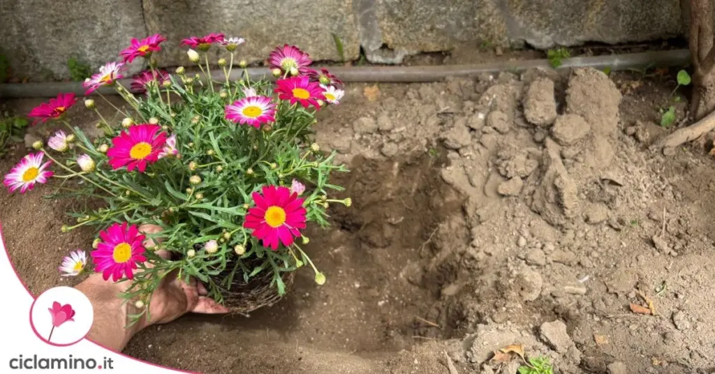 Argyranthemum en Primavera: el error de 1 cm que mata tu planta