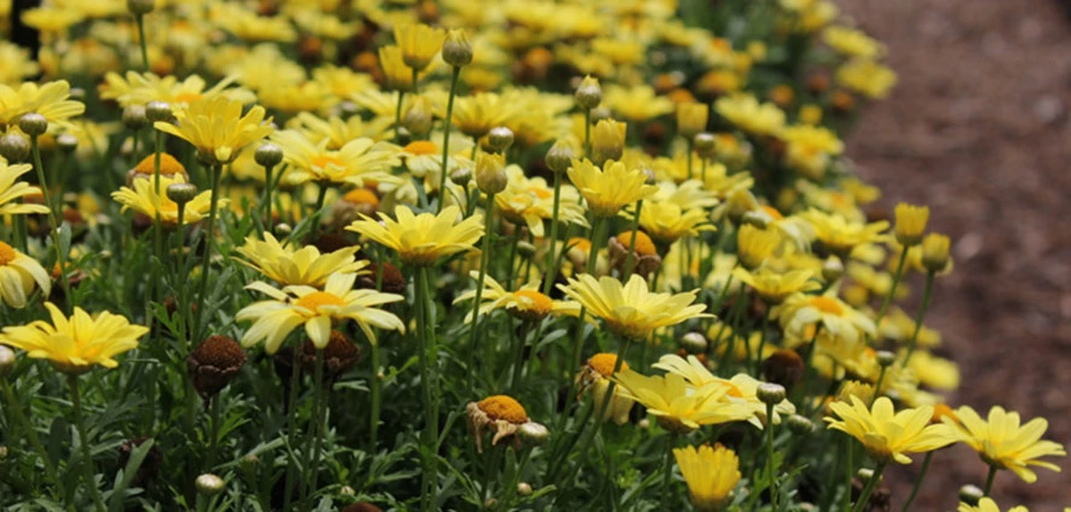 Argyranthemum en Primavera: el error de 1 cm que mata tu planta - image 1
