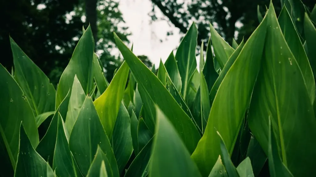 Aspidistra elatior: la planta de hierro para refrescar tu casa en España