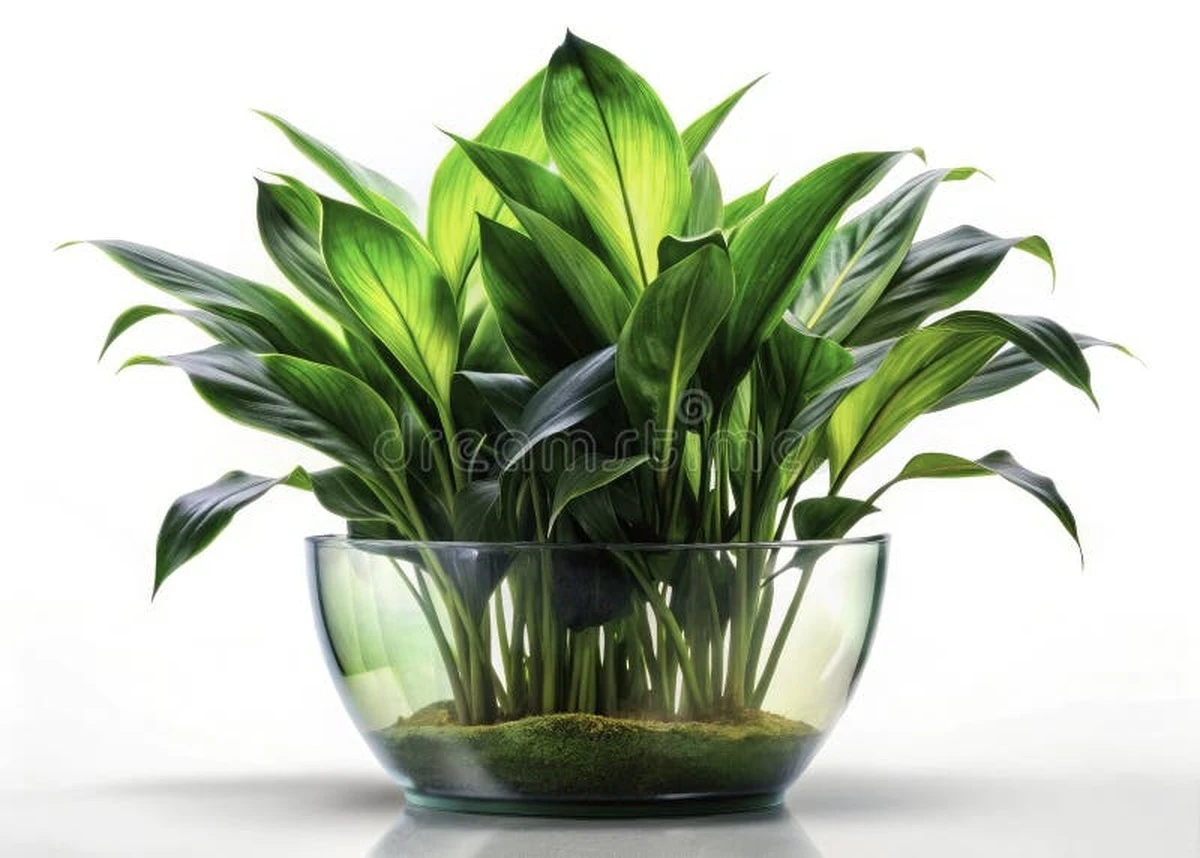 Aspidistra elatior: la planta de hierro para refrescar tu casa en España - image 1