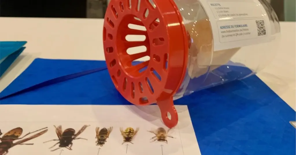 Avispón asiático: por qué la Zona de socorro Vesdre Hoëgne & Plateau pide retirar trampas ya