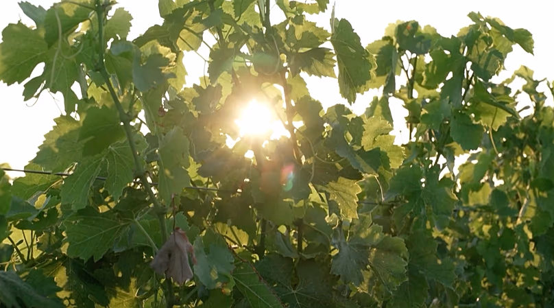 The sun through the vines in the Bordeaux region
