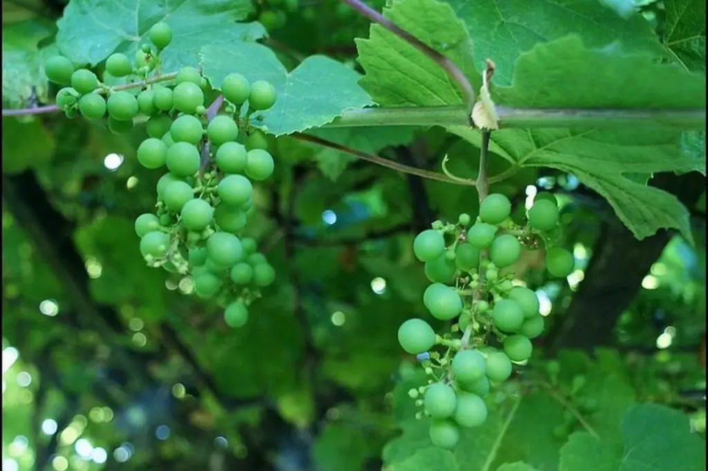 Bebidas aguadas nunca más: el truco de las Uvas para sustituir al Hielo