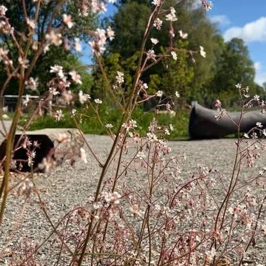 Bloom y UCD: el secreto de los jardines de lujo que sanan pacientes