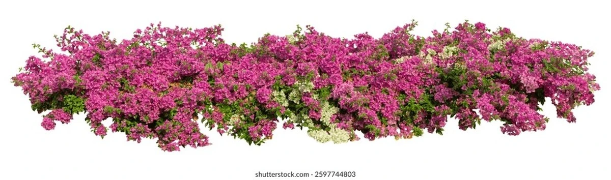 Buganvilla sin flores: el truco de Vietnam para una explosión de color - image 1