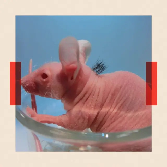 Un ratón rapado rosado.