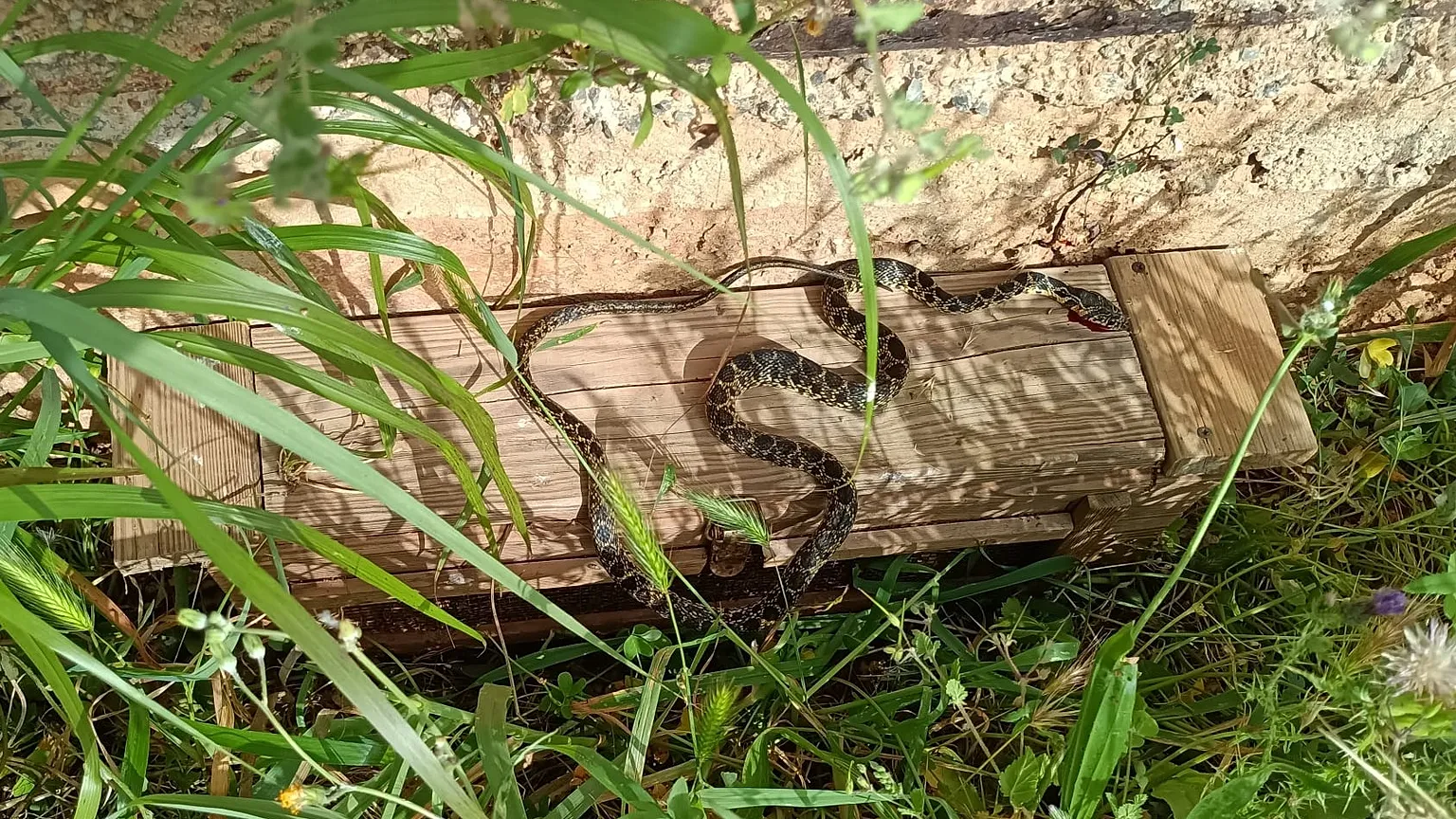 A horseshoe whip snake specimen recorded by the Balearic government