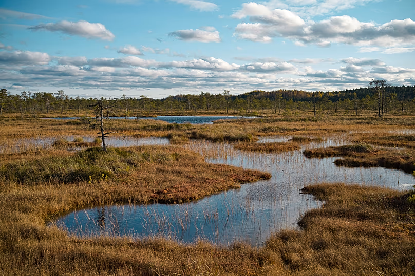 In Estonia, peatlands account for around a fifth of the country’s land area.