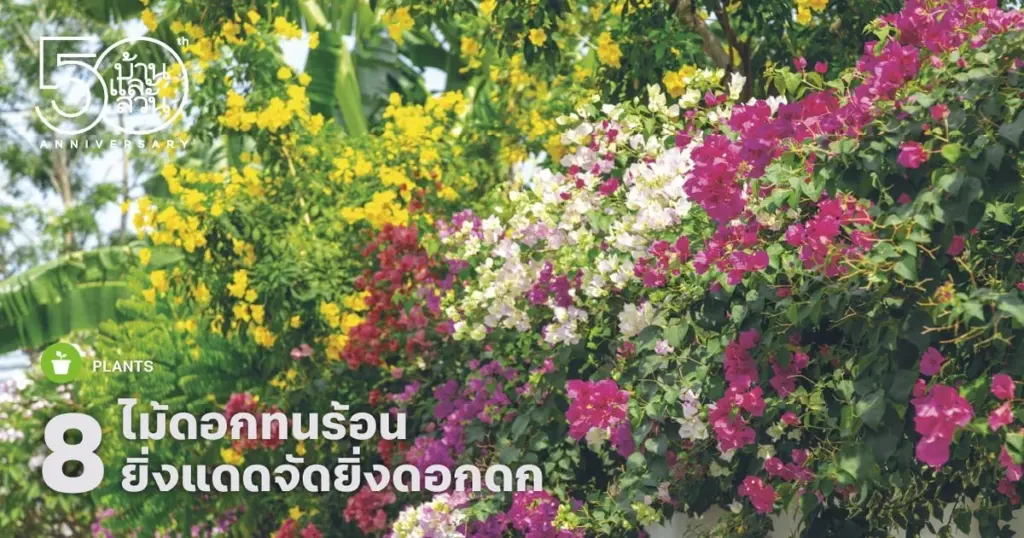 Calor extremo: el secreto de Tailandia para una floración de verano sin agua