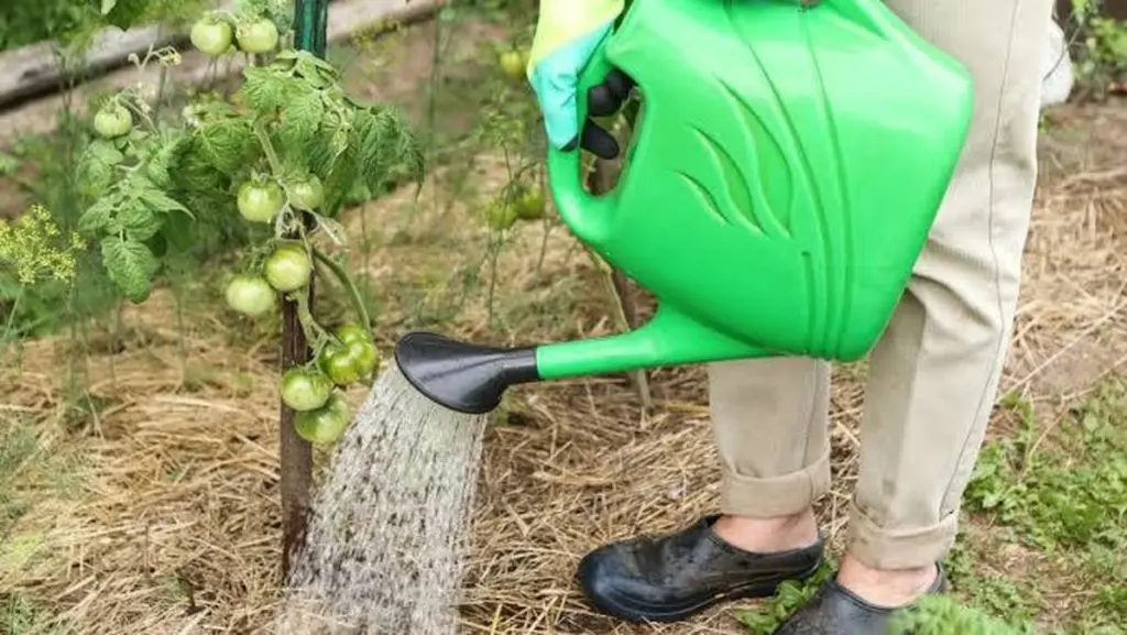 Calor extremo: el truco del agua para salvar tus plantas en 2026