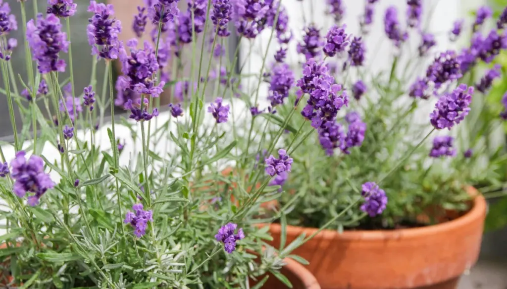 Calor extremo: ten tu jardín Pelargonium y Salvia radiante sin riego diario