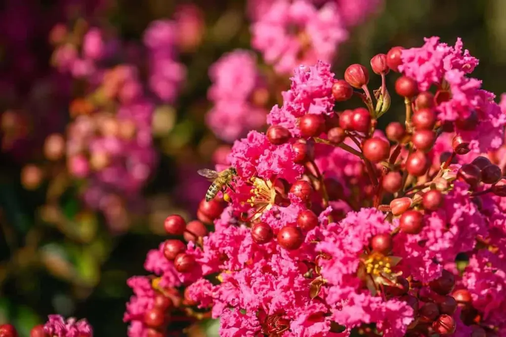 Calor extremo y poco riego: por qué elijo Lagerstroemia indica ‘Lipan’
