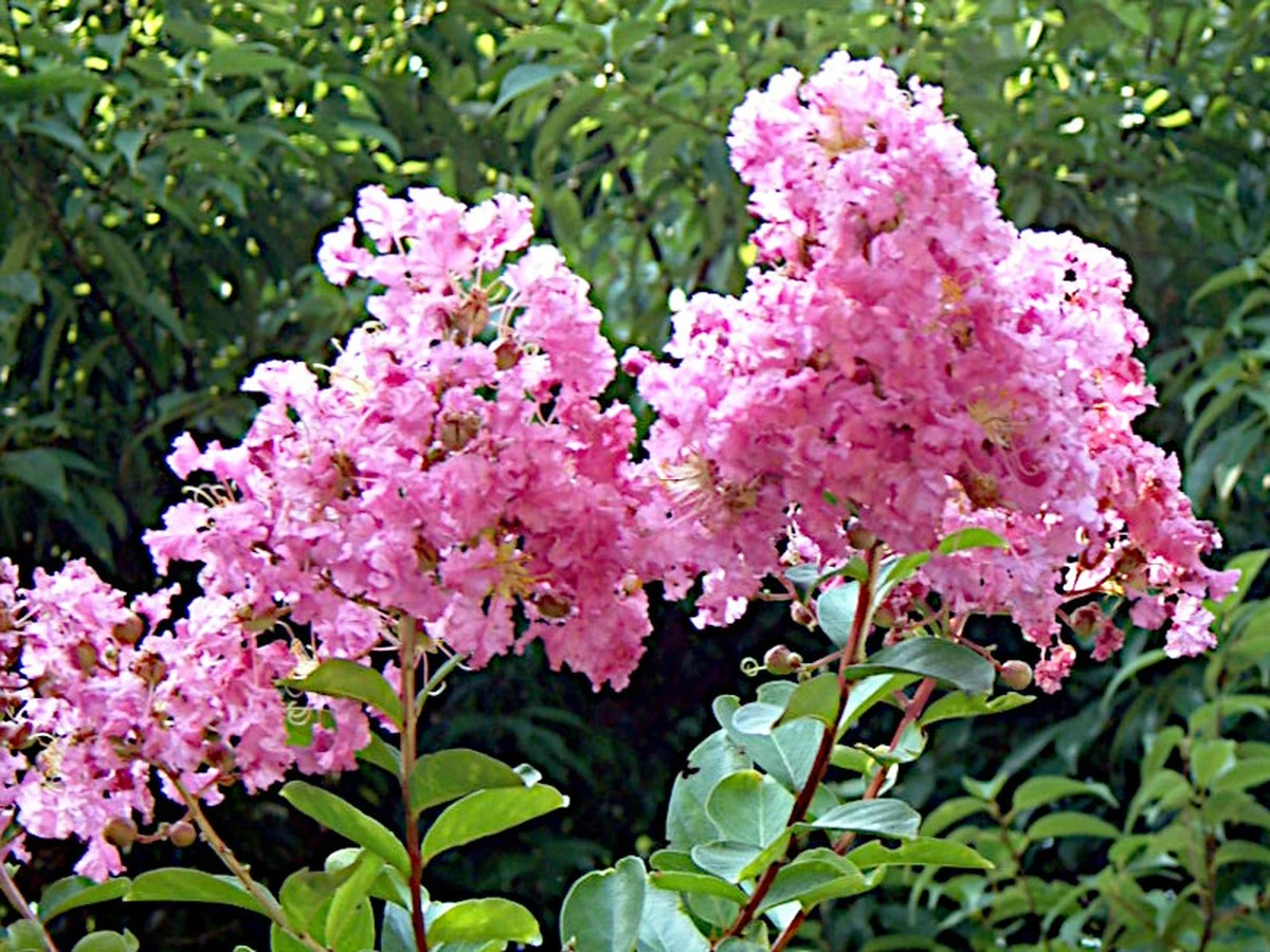 Calor extremo y poco riego: por qué elijo Lagerstroemia indica ‘Lipan’ - image 1