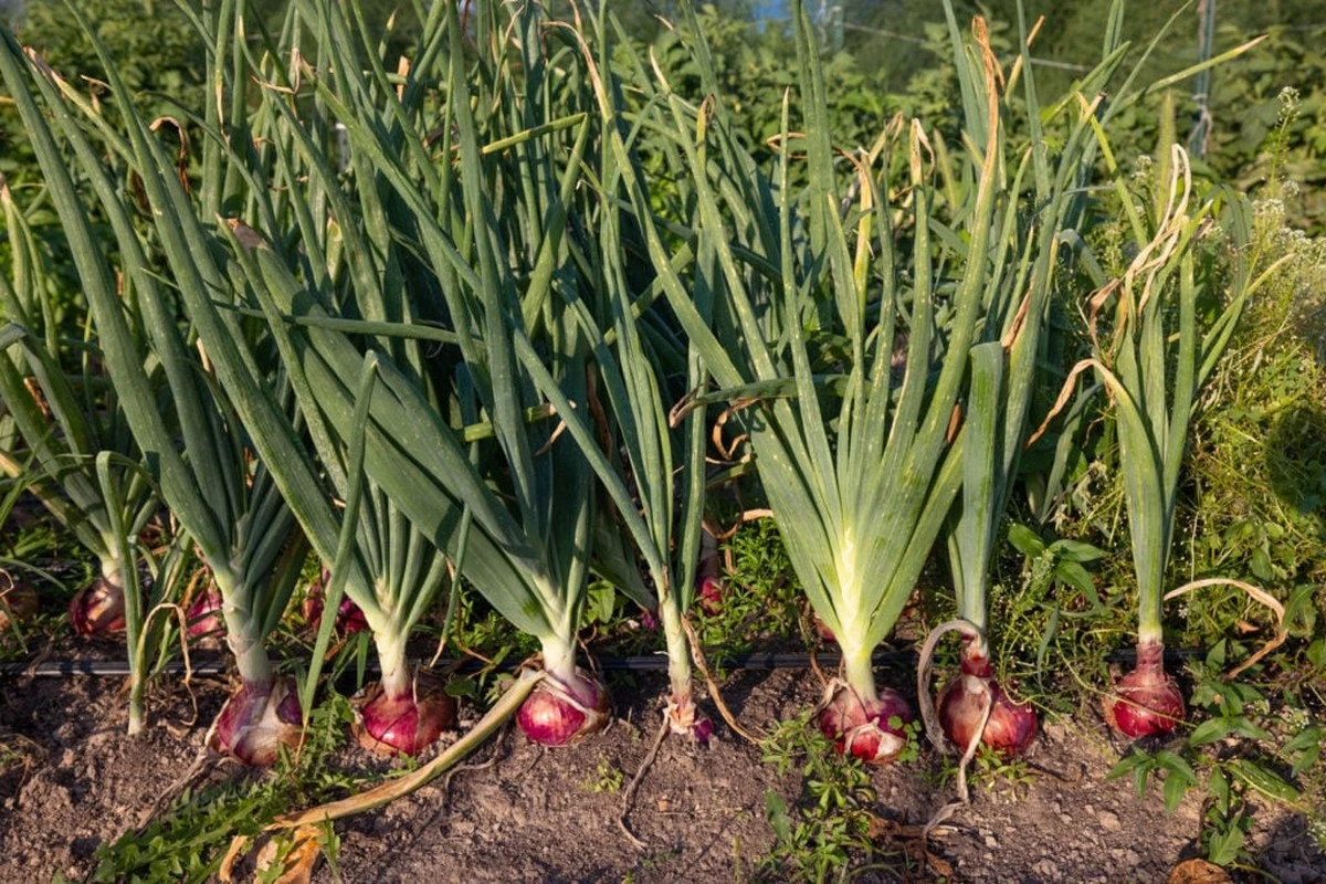 Cebolla gigante en junio: por qué el potasio es la clave del éxito - image 1