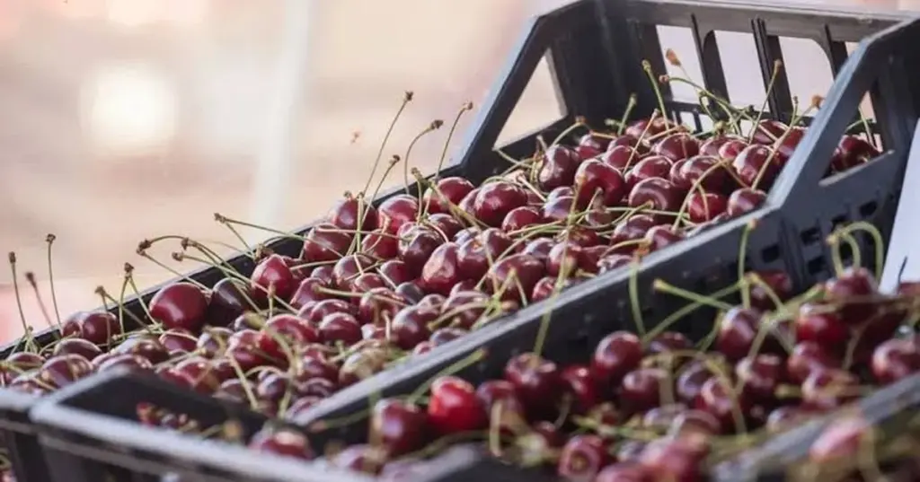 Cerezas sin gusanos: el truco de 8 minutos para expulsar larvas ocultas