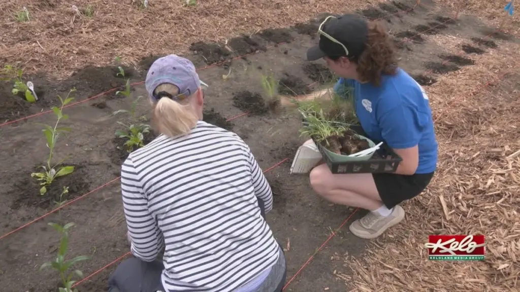 Césped seco y facturas altas: el secreto de SDSU Extension y su Programa de Master Gardeners