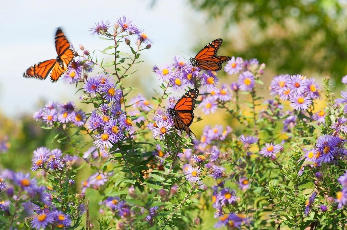 Césped seco y facturas altas: el secreto de SDSU Extension y su Programa de Master Gardeners - image 1