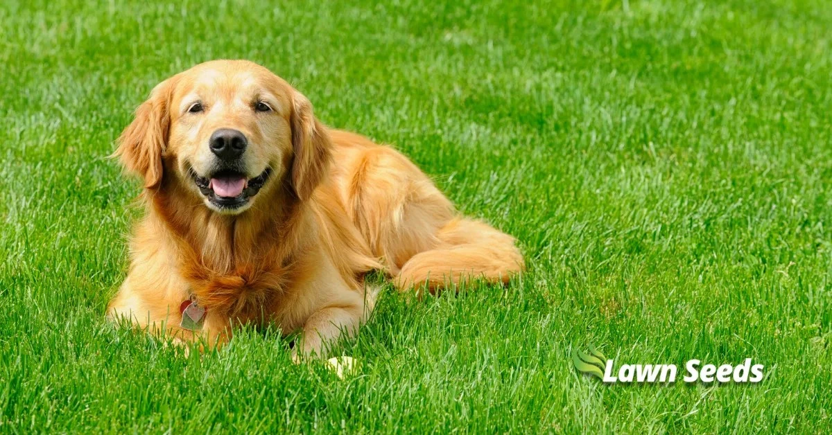 Césped seco y mascotas: el aliado de Home Bargains con Westland SafeLawn - image 1