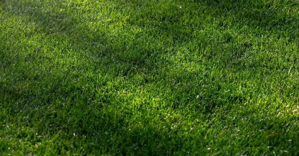 Césped siempre verde en verano: la regla de los 8 cm para no quemarlo