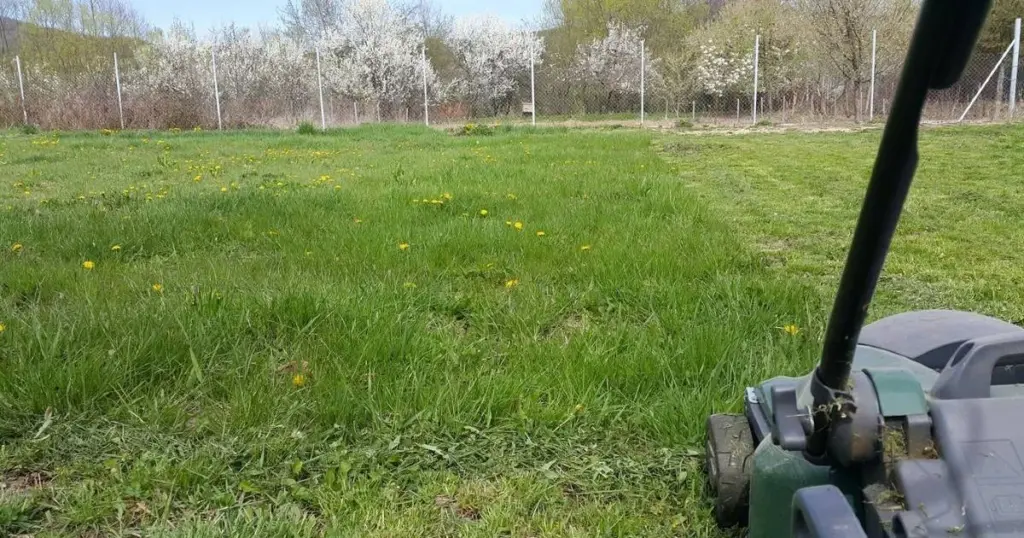 Césped verde sin riego: el truco de los 10 cm para este Verano