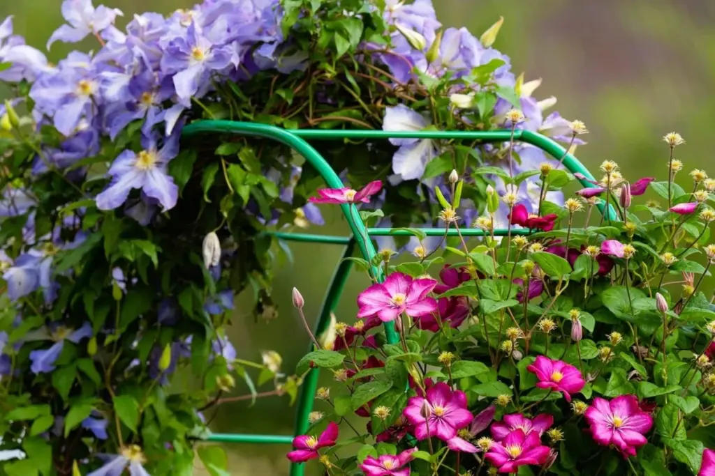 Clematis en Primavera: la técnica de la teja para raíces siempre frescas