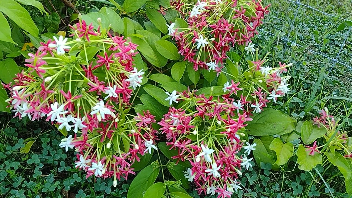 Combretum indicum: el truco para un balcón con perfume y color todo el Verano - image 1