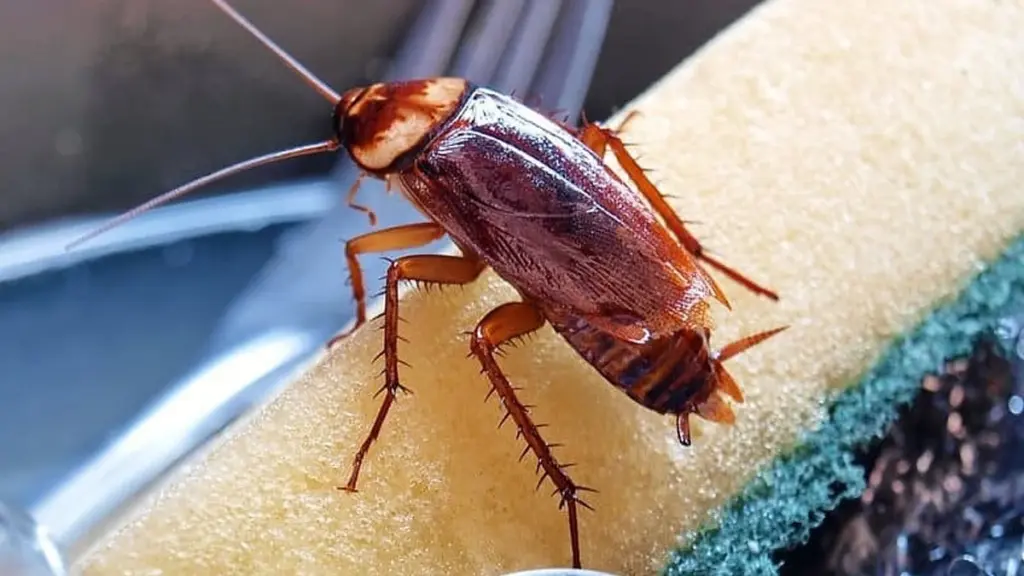 Cucaracha en la cocina: el truco del ajo para eliminarlas sin químicos
