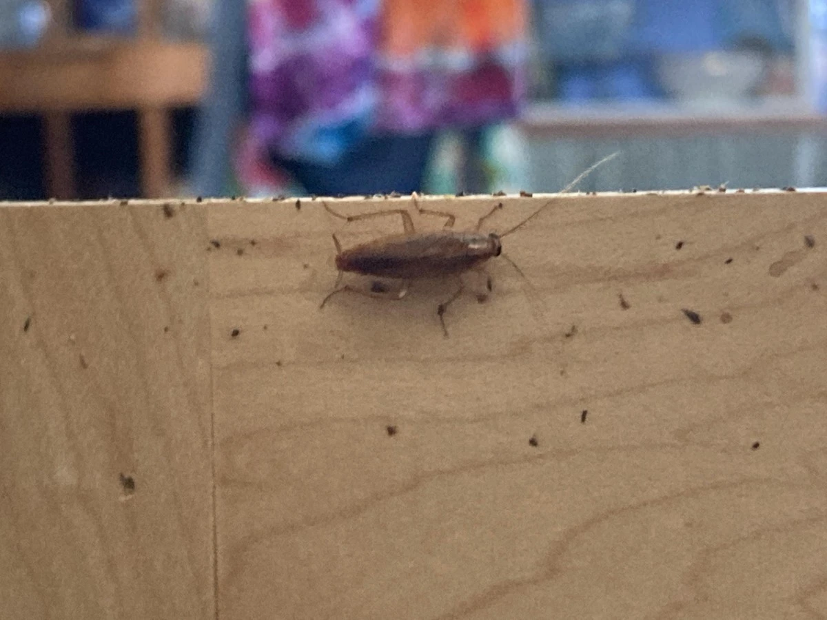 Cucaracha en la cocina: el truco del ajo para eliminarlas sin químicos - image 1