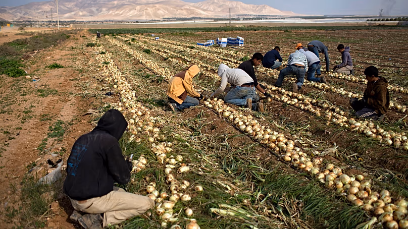 Palestinian farmers cut onions at a field belong to Jewish settlers, just outside the West Bank Jordan valley Jewish settlement of Tomer. (AP Photo/Oded Balilty)