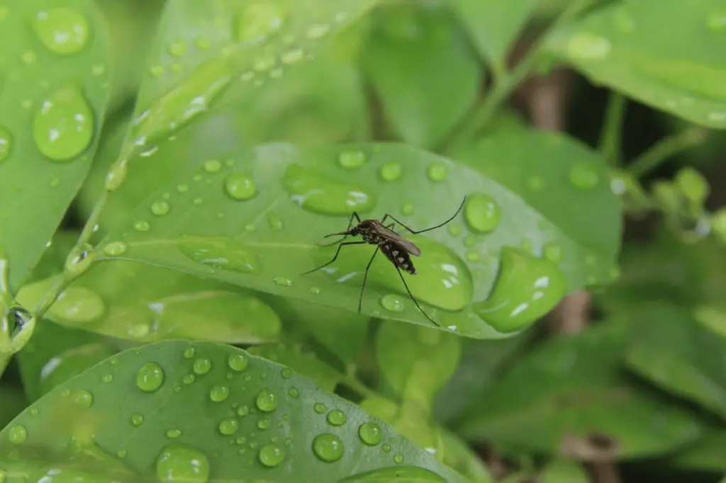 Di adiós a los Mosquitos: 4 Plantas repelentes que blindan tu terraza
