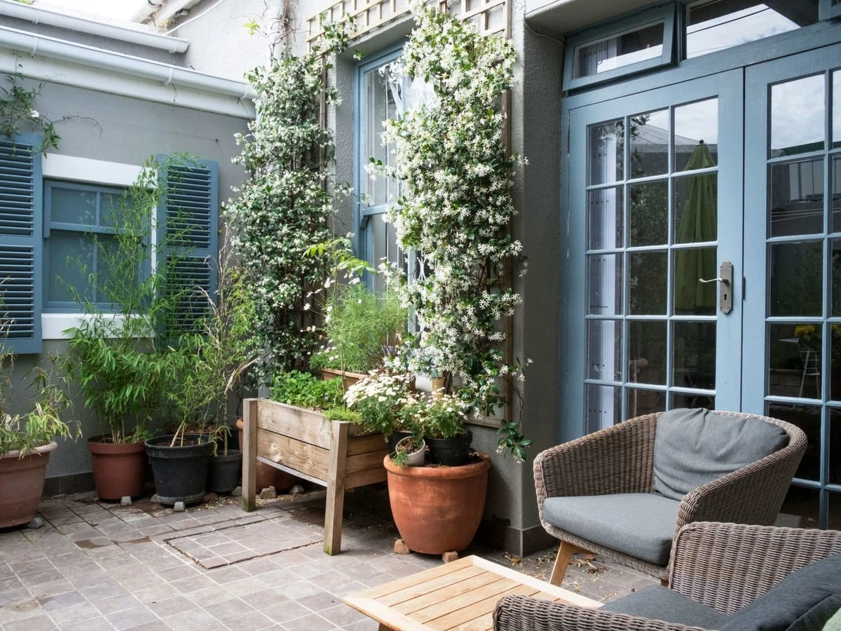 Di adiós a los Mosquitos: 4 Plantas repelentes que blindan tu terraza - image 1